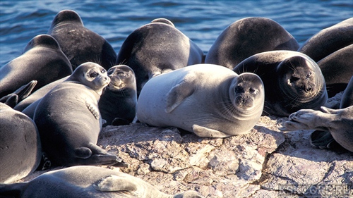 Минприроды РФ не планирует разрешать промышленный вылов байкальской нерпы